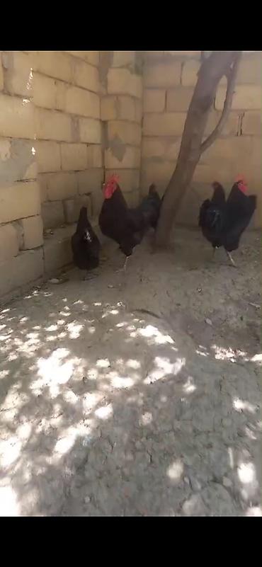 cuce ve xoruz temsili: Avstralop ailesi 8 eded 6 fere 2 xoruz yumurtayırlar arginal — 5