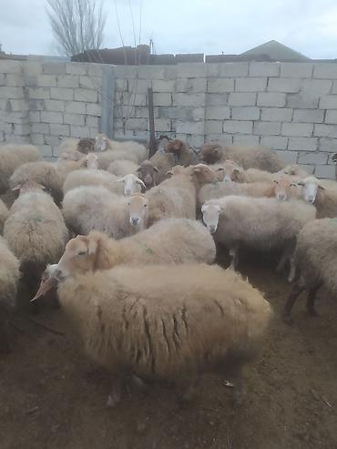 Digər kənd təsərrüfatı heyvanları: Digər kənd təsərrüfatı heyvanları — 8