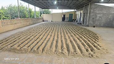 ev gulleri ve adları: Ryegrass toxumu sud otu.satilir — 1