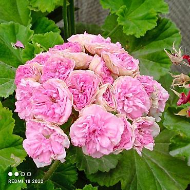 Герани и пеларгонии: Пеларгонии (герань зональная) — сортовые кустики в горшках — 3