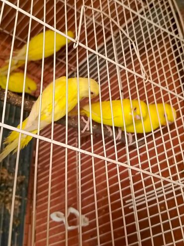 Tutuquşları: Papuqaylar təcili satılır ünvan yeni suraxanı Sarı rəngli — 3