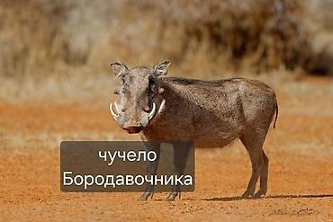 Декор жана интерьер: Чучело Бородавочника (африканского кабана). Токсидермическое — 1