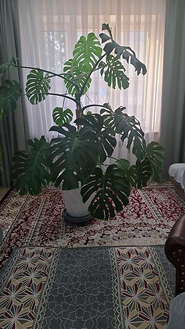 монстера купить: 🌿 Отдам в хорошие руки? Нет, продаю красавицу-монстеру! 🌿 Девочки — 1