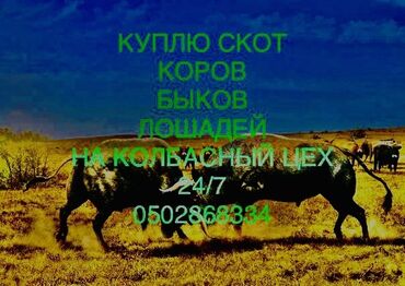 куры бролерные: Продаю | Корова (самка) | Полукровка, Ангус, Герефорд | На забой