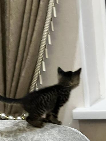 бенгальские кошки купить: Котята тигрового окраса - Порода: домашние короткошёрстные (табби). - — 3