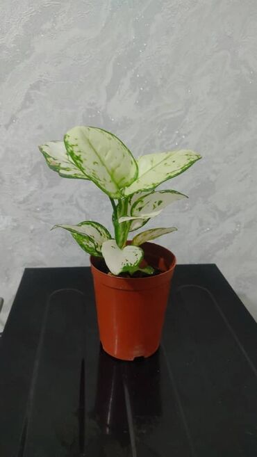 Другие комнатные растения: Продаю цветы — 8