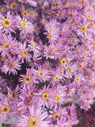 Другие виды семян и саженцев: Саженцы хризантем с пышной зеленой листвой, готовые к пересадке — 14