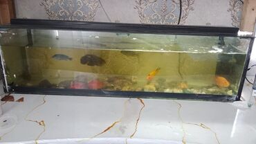 balıq akvarum: 9 рыб внутри камни,воздух орпарат очень дорогой