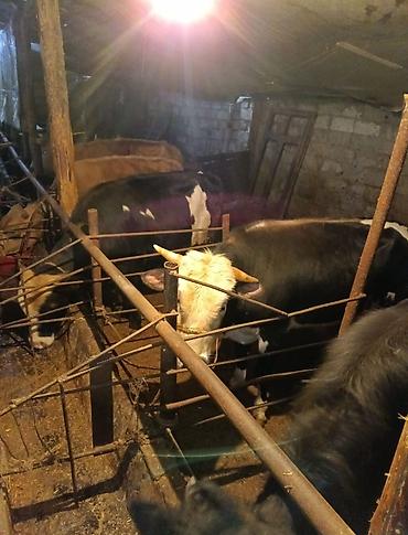 Inəklər, öküzlər: Inəklər, öküzlər — 5