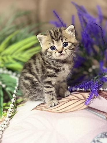 Продажа кошек: Шотландские котята (скоттиш-фолд/скоттиш-страйт), окрасы серебристый — 7