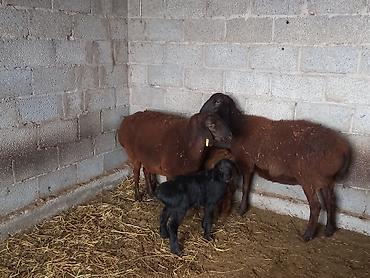 Баран, овца: Продаю | Овца (самка) | Для разведения | Матка — 10