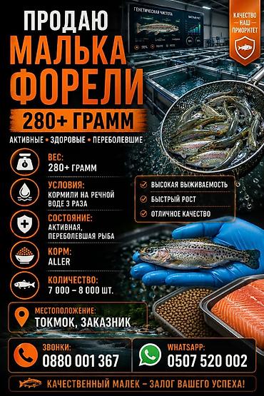 бодоно бишкек: Продаю малька форели 280грамм переболевший 3 раза На речке корм — 1