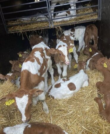 дойных коров: Сатам | Уй (ургаачы), Бука (эркек), Кунаажын