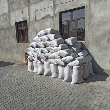 Peyin: Toz halinda mal peyini - kisesi 2,80 q. ( boyuk kepek kisesinde) — 2