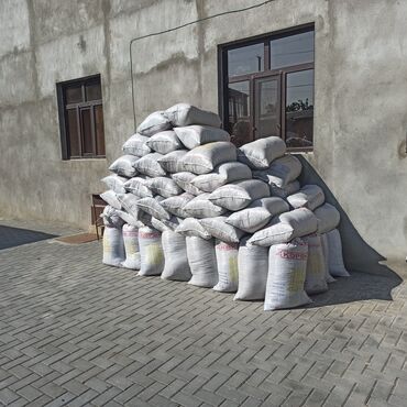 Peyin: Toz halinda mal peyini - kisesi 2,60 q. ( boyuk kepek kisesinde) — 2