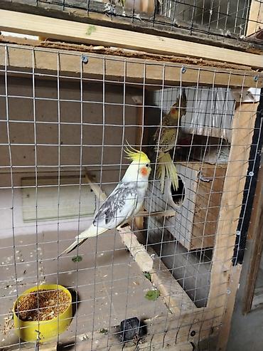 hind quşu satışı: Corella satılır. Cütü 80 AZN — 4