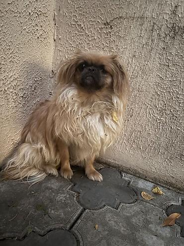 tap az qaz balalari: Pekines, 4 ay, Erkək, Ünvandan götürmə — 1