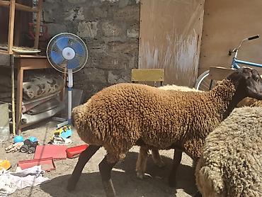 dişi afcarka: Dişi, il: 1, 35 kq, Damazlıq, Ünvandan götürmə — 5