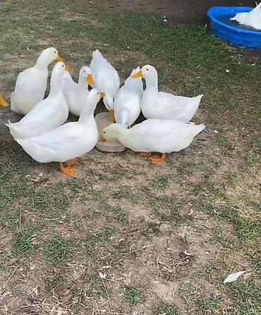 ördək əti: Məhsul: Ördək əti (kəsilmiş və doğranmış) Təsvir: - Ağ ətli, yağlı və — 5