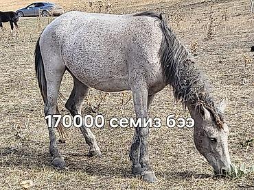 продажа домашних животных: Семиз бээлер сатылат,жайлоодон тушту — 1
