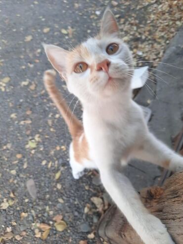 Коты: Ищет дом прекрасный котик кастрирован только в добрые и надежные руки