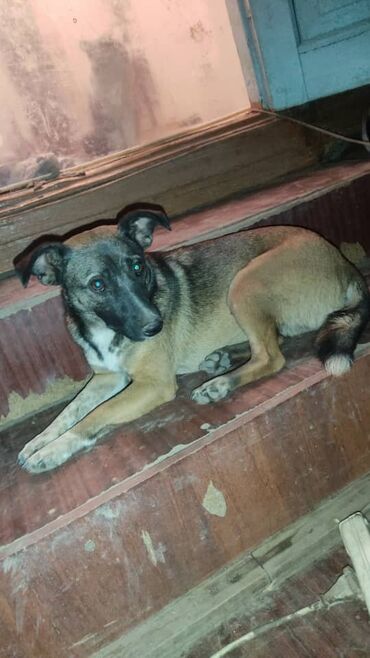 Отдам даром собаку: ПРИЮТ СОБАЧЕК большой выбор много красивых щенков и умных собак. ВСЕ — 3