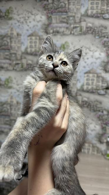 үй жаныбарлары: Котята-домоседы, короткошёрстные, домашнего разведения. - Возраст — 3