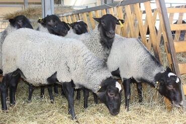 нубийский козы: Продаю | Овца (самка), Ягненок, Баран (самец)