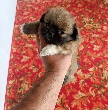 kiçik heyvanlar: Pekines — 1