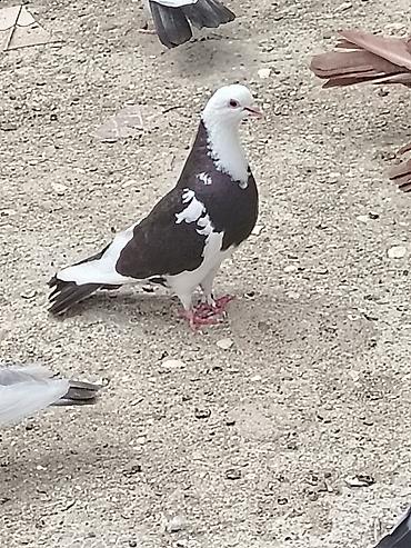 göyərçin satışı: Salam mayadi 1ilden coxdu mendedi kukla kimi mayadi quş coxdue deye — 2