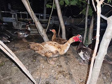bakida cins ineklerin satisi: XAÇMAZDA ƏRKƏK SUPER CİNS LAL ÖRDƏKLƏR SATILIR YADA BARTER OLUNUR — 5