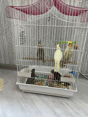 Digər kənd təsərrüfatı heyvanları: Karella - Qəfəs: ağ metal karkaslı, iki mərtəbəli hündür — 10