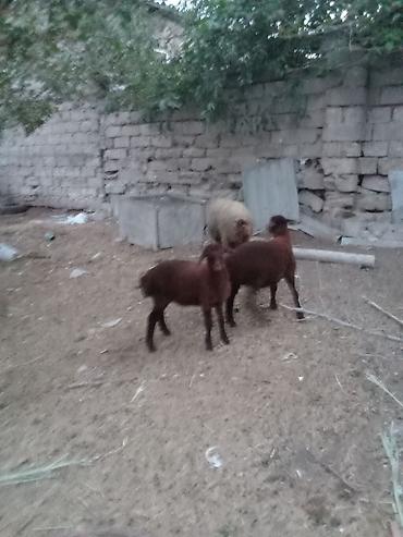 binə atciliq: Salam endirim olacaq dişi qoyun iki balasıyla əkiz 1 Erkey 1 dişi — 8