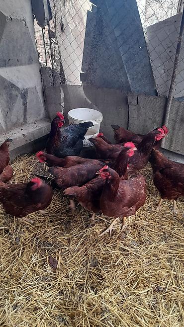 heyvanlar quslar: Şəkildəki toyuqların yumurtası satılır Red İsland qarışıqdı cücə — 2