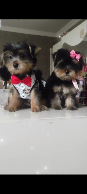pekines bala: Yorkşir teryer