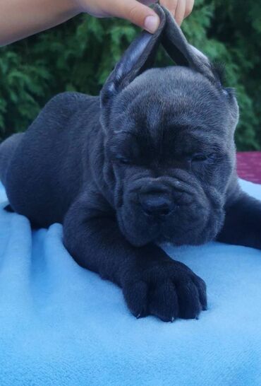 Psi: Ako tražite vernog člana porodice, obratite se nama i postanite — 6