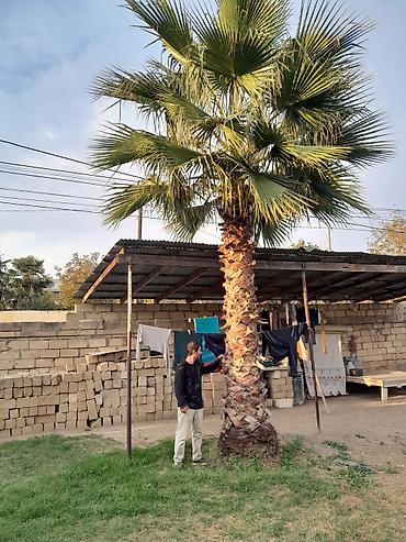 Ağaclar: Məhsul: Dekorativ palma ağacları (Trachycarpus/Vindozaya bənzər yelpik — 16