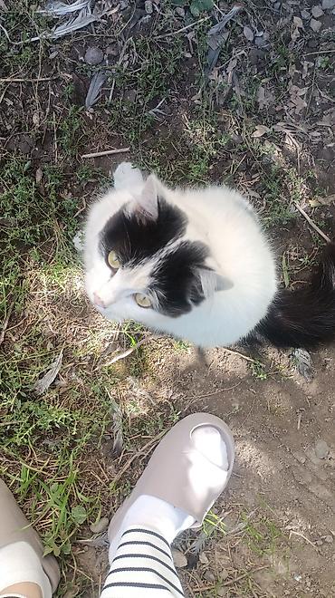 Находка и пропажа кошек: Пропала : Беспородная, Девочка, Белый — 11