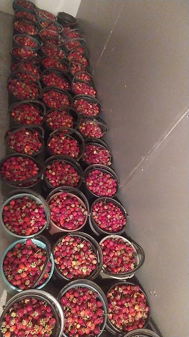 Клубника: Клубника — 26