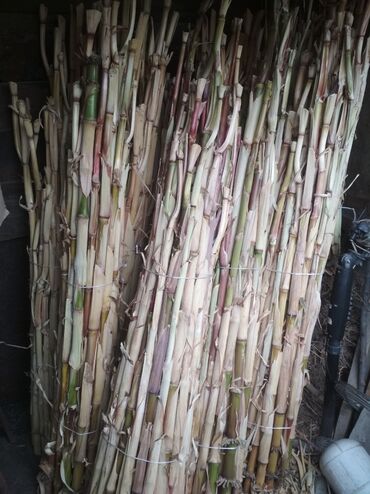 кукуруза сатам: Продаю стволы кукурузы 15 связок или меняю на салому пшеничную в