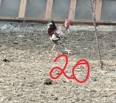 Xoruzlar: Hər cürə xoruzlar var ustunde qiymətləri var Təsvir: - Şəkillərdə — 2