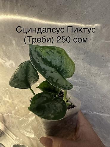 Другие комнатные растения: Укоренённые черенки растений от 150-300 сом — 18