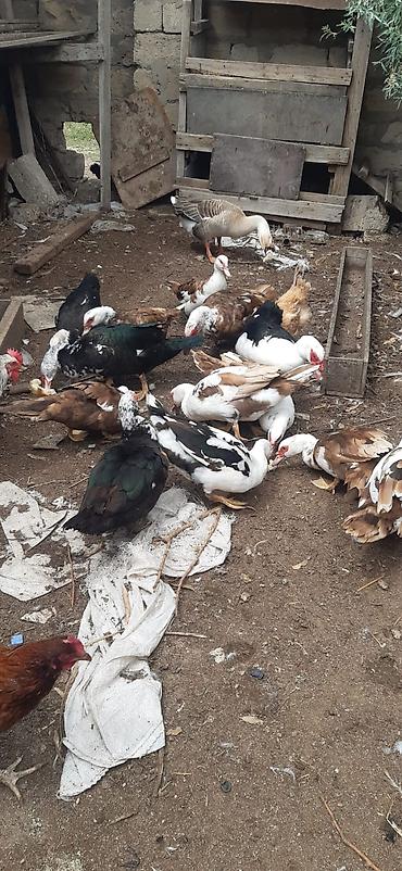 qusxana: Satılır: qarışıq quş təsərrüfatı sürüsü Məhsulun tərkibi: - Muskoviy — 1