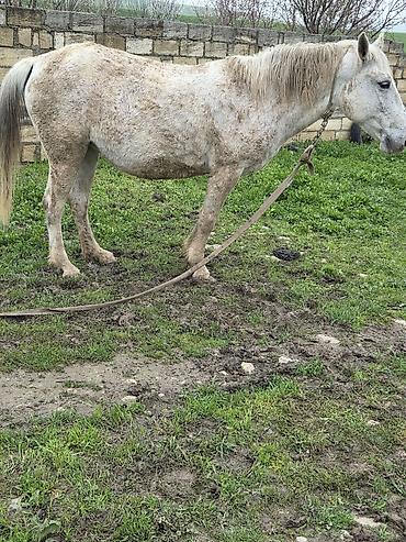 Atlar: Dişi, il: 7 — 13