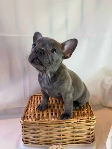 Beautiful French bulldog Puppies available for free adoption male