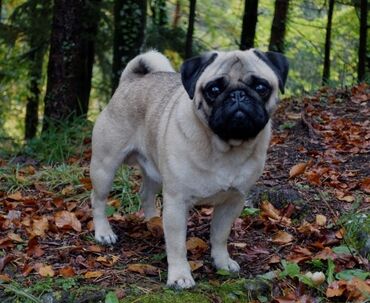 ev heyvanları satışı: Mops, 7 ay, Erkek, Peyvəndli, Ünvandan götürmə