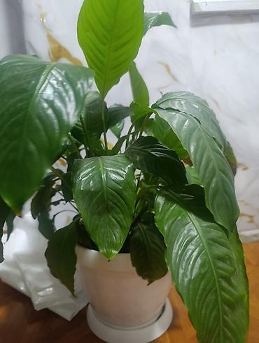 Спатифиллум (Spathiphyllum) в декоративном горшке - Компактный куст с