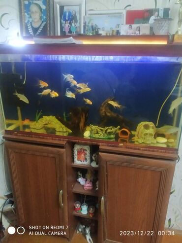 akvarium baliqlari satilir: Salam. 150 litrlik akvariumdu. Şkafı ilə bir yerdə satilir. Skafi iki