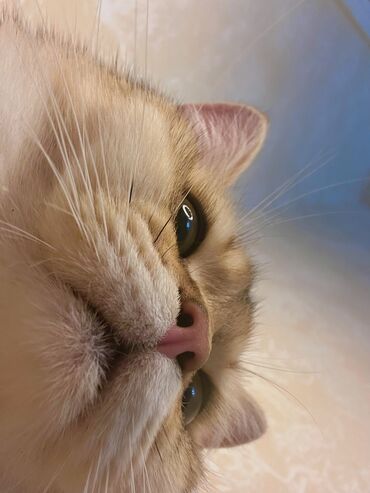 Pişiklər: Qızıl şinşilla, Erkək, Cütləşmə üçün, Pulsuz çatdırılma, Ödənişli çatdırılma, Rayonlara çatdırılma — 6