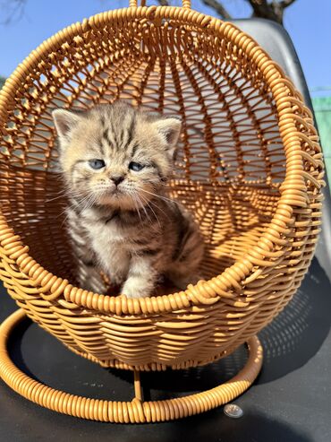 Продажа кошек: Британская короткошёрстная, 1 месяц, Девочка, Золотая шиншилла, Приучена к лотку, Проглистована, С документами — 8